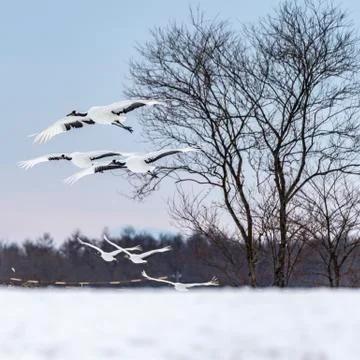 The Red-crowned Crane Stock Photos