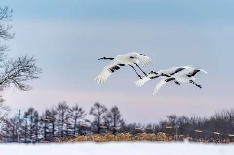 The Red-crowned Crane Stock Photos
