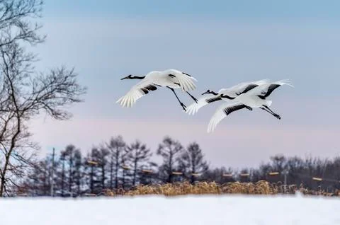 The Red-crowned Crane Stock Photos