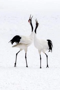 The Red-crowned Crane Stock Photos
