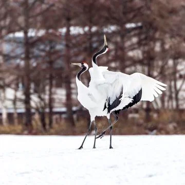 The Red-crowned Crane Stock Photos