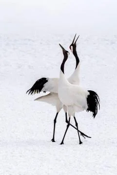 The Red-crowned Crane Stock Photos