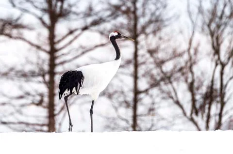 The Red-crowned Crane Stock Photos