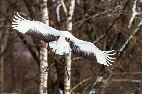 The Red-crowned Crane Stock Photos
