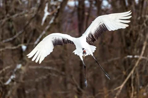 The Red-crowned Crane Stock Photos