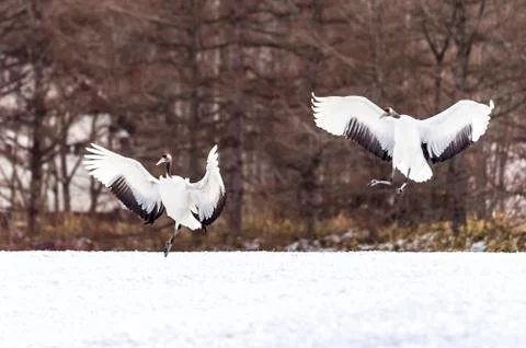 The Red-crowned Crane Stock Photos