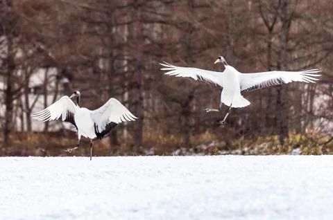 The Red-crowned Crane Stock Photos