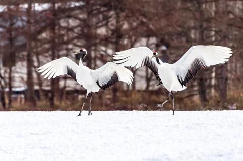 The Red-crowned Crane Stock Photos