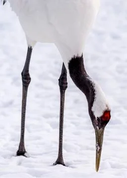 The Red-crowned Crane Stock Photos