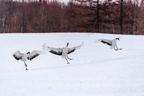 The Red-crowned Crane Stock Photos