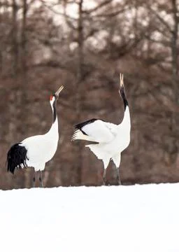 The Red-crowned Crane Stock Photos