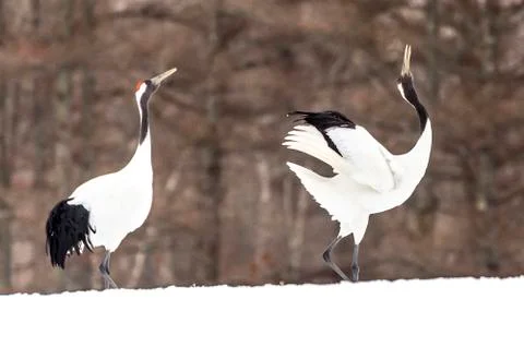 The Red-crowned Crane Stock Photos