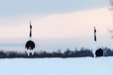 The Red-crowned Crane Stock Photos
