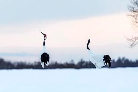 The Red-crowned Crane Stock Photos