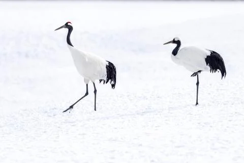 The Red-crowned Crane Stock Photos
