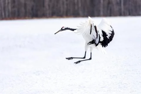 The Red-crowned Crane Stock Photos