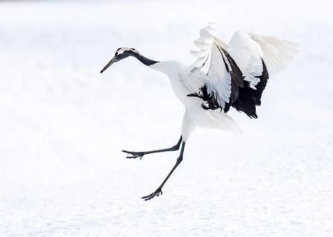 The Red-crowned Crane Stock Photos