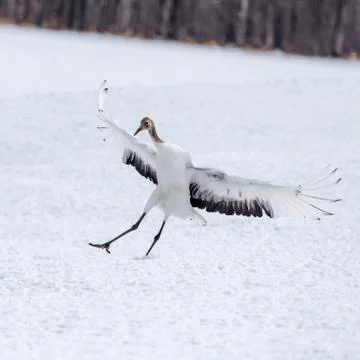 The Red-crowned Crane Stock Photos