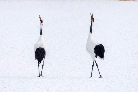 The Red-crowned Crane Stock Photos