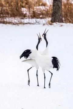 The Red-crowned Crane Stock Photos