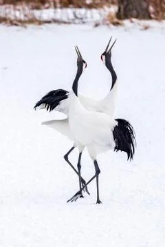 The Red-crowned Crane Stock Photos