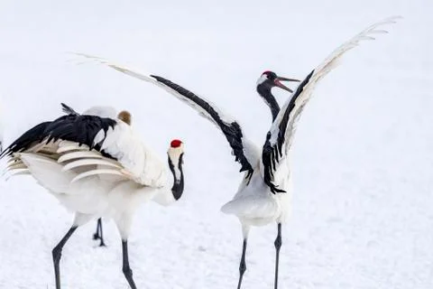 The Red-crowned Crane Stock Photos