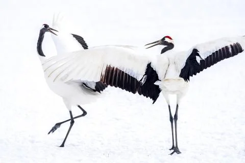 The Red-crowned Crane Stock Photos
