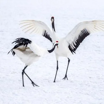 The Red-crowned Crane Stock Photos
