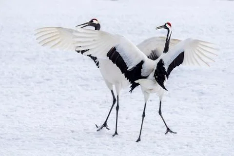 The Red-crowned Crane Stock Photos