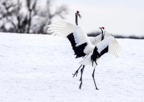 The Red-crowned Crane Stock Photos