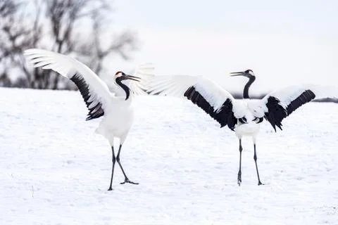 The Red-crowned Crane Stock Photos