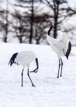 The Red-crowned Crane Stock Photos