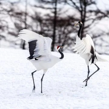 The Red-crowned Crane Stock Photos