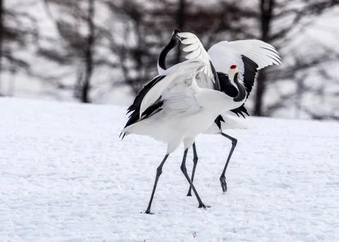 The Red-crowned Crane Stock Photos