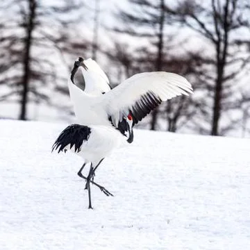 The Red-crowned Crane Stock Photos