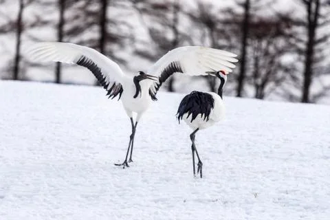 The Red-crowned Crane Stock Photos