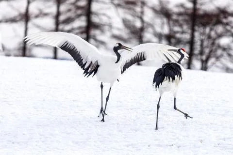 The Red-crowned Crane Stock Photos