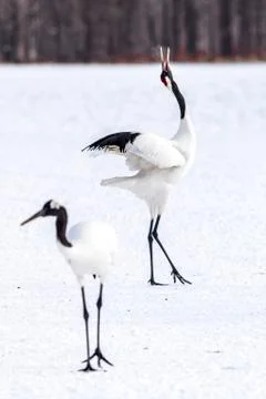 The Red-crowned Crane Stock Photos
