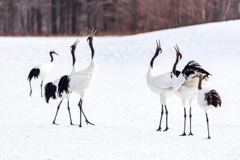 The Red-crowned Crane Foto stock