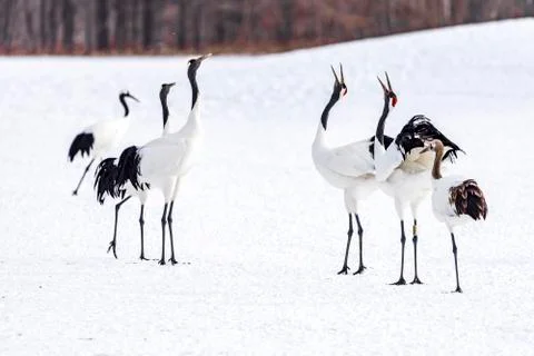 The Red-crowned Crane Stock Photos