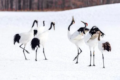 The Red-crowned Crane Stock Photos