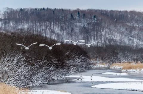 The Red-crowned Crane Stock Photos