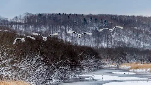 The Red-crowned Crane Stock Photos