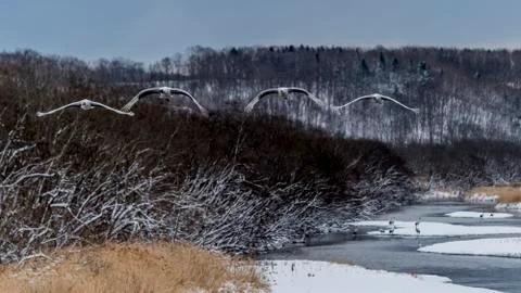 The Red-crowned Crane Stock Photos