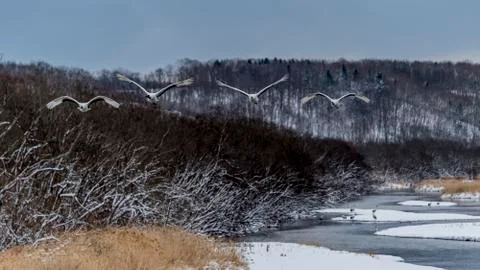The Red-crowned Crane Stock Photos