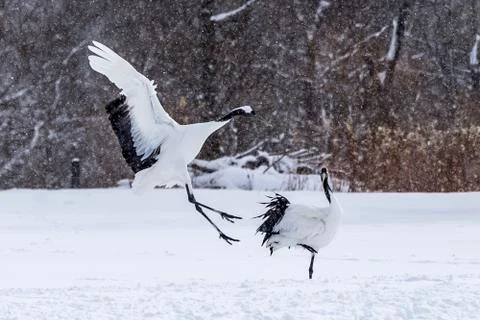The Red-crowned Crane Stock Photos