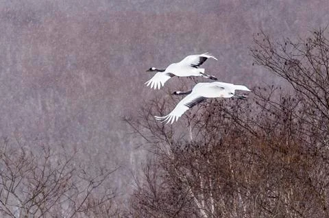 The Red-crowned Crane Stock Photos
