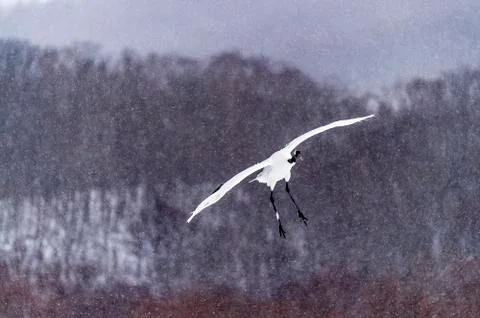 The Red-crowned Crane Stock Photos