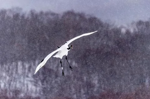 The Red-crowned Crane Stock Photos