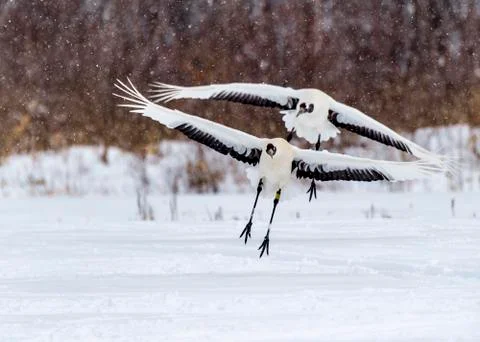 The Red-crowned Crane Stock Photos